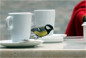 DSCF0196_MEISE_AM_KAFFEETISCH_KLEIN