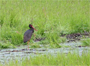 DSCF0464_SP_SCHWARZSTORCH_KLEIN