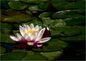 DSCF0662_SEEROSE_KLEIN