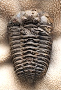 IMGP0934_TRILOBIT_KLEIN