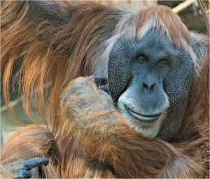 IMGP0906_GC_ORANG_UTAN_KLEIN