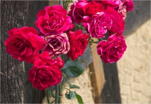 IMGP0145_ROSEN_KLEIN
