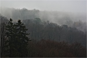 IMGP1538_STILLE_ZEIT_WUERGES_WALD_NEBEL_KLEIN