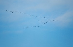 DSCF1853_RUECKKEHR_DER_KRANICHE_KLEIN