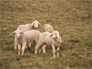 DSCF1860_JUNGE_LAEMMER_KLEIN