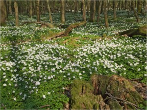 DSCF7942_BUSCHWINDROESCHEN_KLEIN