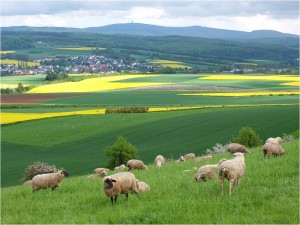 DSCF0351_B_SCHAFE_MUTTERTAG_KLEIN