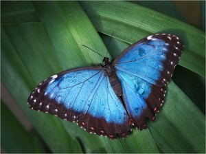 IMGP1490_MORPHO_KLEIN