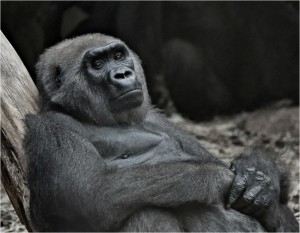 IMGP1633_GORILLA_KLEIN