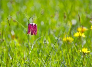 IMGP0601_01_SCHACHBLUME_KLEIN